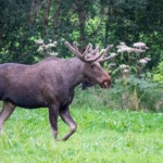 Viltnemnda: Norway's Wildlife Management Council