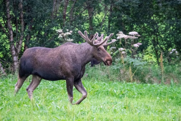 Viltnemnda: Norway's Wildlife Management Council